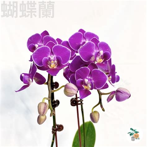 白色蘭花招財|【白色蘭花風水】白色蘭花風水：旺財桃花、招貴人，必看禁忌種。